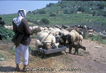 3682-2 Watering sheeps