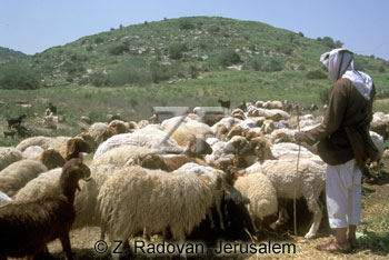 3682-4 Watering sheeps