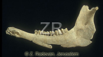 3766 Jawbone of an Ass
