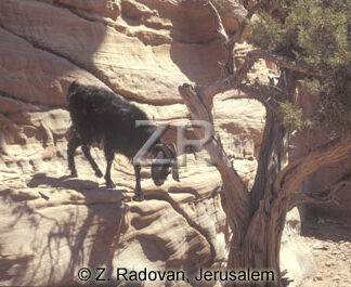 3789-1 Goats