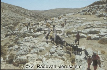 4417-3 Herds in Judea