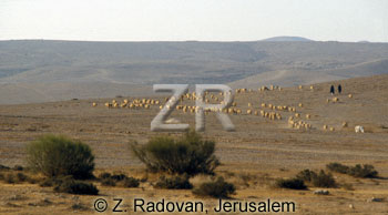 4419 Herds in the Negev