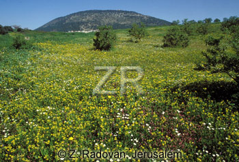 442-2 The Valley of Jezreel