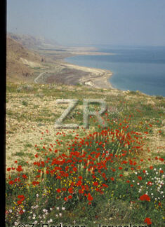4906-4 Dead Sea shores