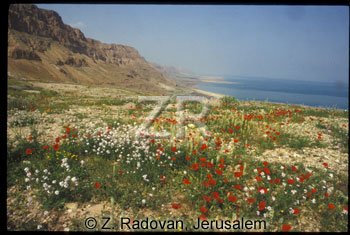 4906-6 Dead Sea shores