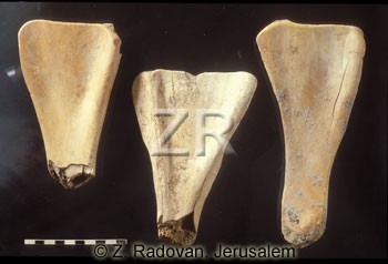 581-2 Bone tools