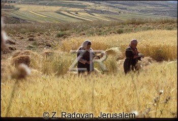 696-3 Wheat gathering