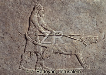1029 Assyrian hunting dog