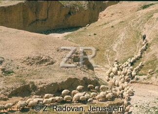1530-10 Sheep near Jericho