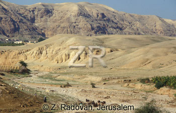1530-4 Sheep near Jericho