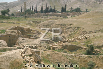 1530-7 Sheep near Jericho