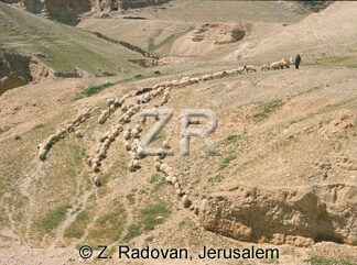 1530-8 Sheep near Jericho