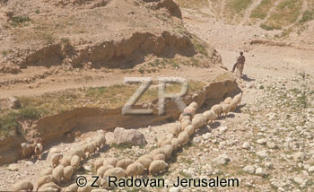 1530-9 Sheep near Jericho