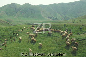 1531-10 Grazing sheep