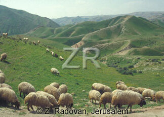 1531-16 Grazing sheep