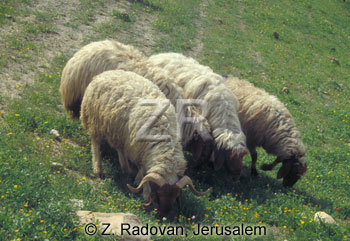 1531-21 Grazing sheep