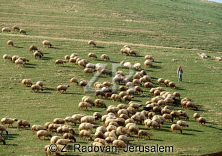 1531-8 Grazing sheep