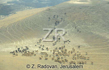 1651-3 Herds in the Negev