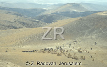 1651-4 Herds in the Negev