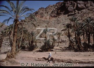 1798-1 The Paran oasis