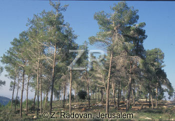 1998-1 Fir trees