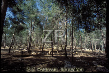 1998-2 Fir forest