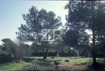 1998-2 Fir trees