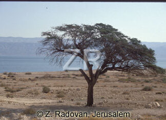 2092-1 Dead Sea and Moav