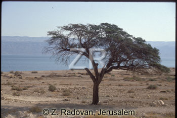 2092-1 Dead Sea and Moav