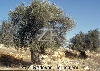 2135-6 Olive trees