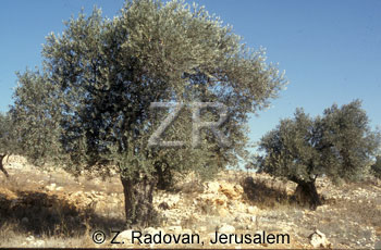 2135-6 Olive trees