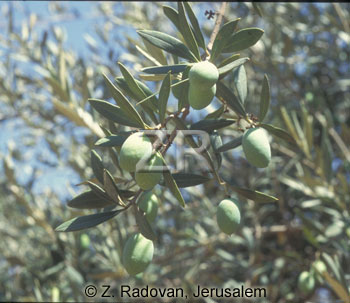 2135-8 Olive trees
