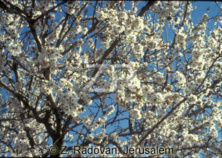 2137-2 Almond blossom