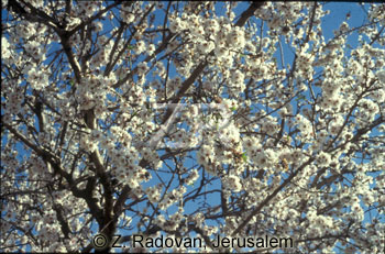 2137-2 Almond blossom
