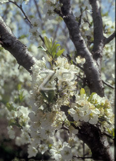 2137-3 Almond blossom