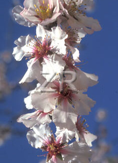 2137-6 Almond blossom