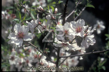 2137-7 Almond blossom