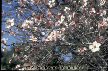 2137-9 Almond blossom
