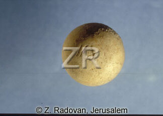 2212-1 shekel