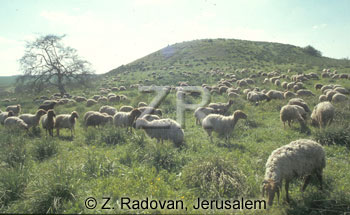 2247-2 Sheep grazing
