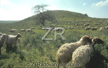 2247-3 Sheep grazing