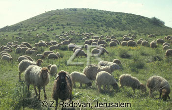 2247-4 Sheep grazing