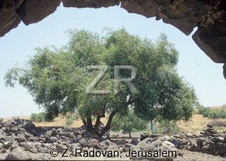 2249-2 Tamarisk tree