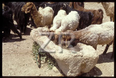 2255 Sheep and trough