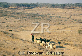 2276-1 Sheep in the Negev