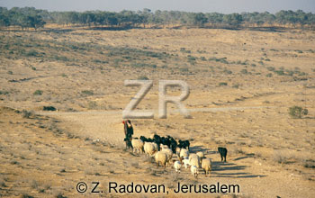 2276-1 Sheep in the Negev