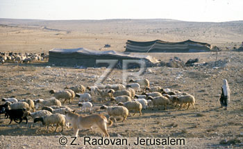 2276-2 Sheep in the Negev