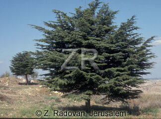 2306-4 Cedar tree