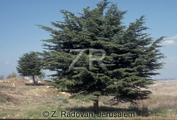 2306-4 Cedar tree