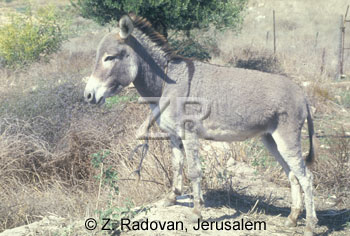 2533-1 Donkey